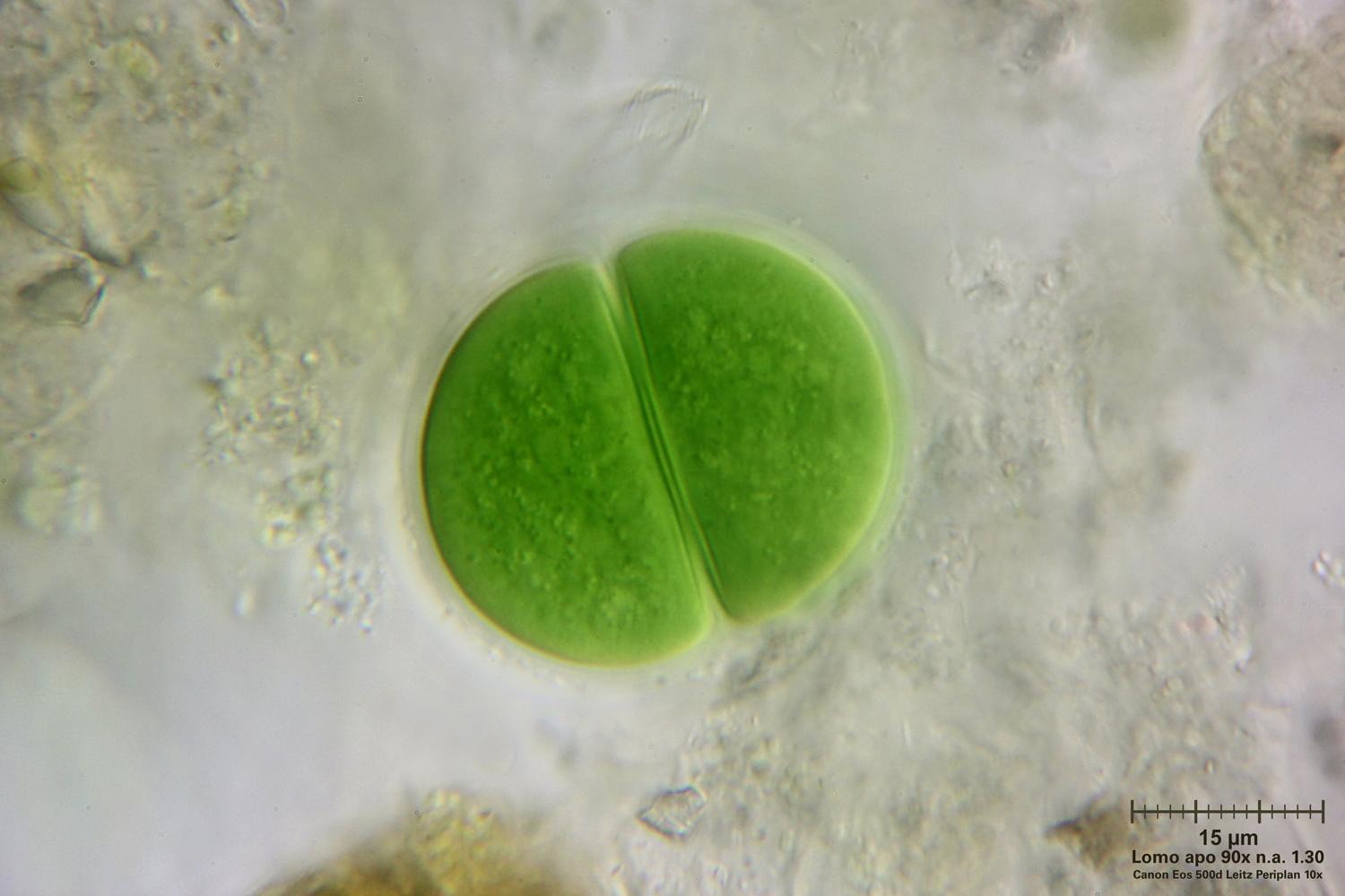 Chroococcus